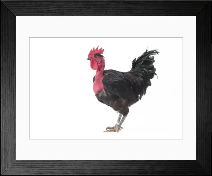 Framed Print : Picture No. 11771339 Framed Print : Picture No. 11771339