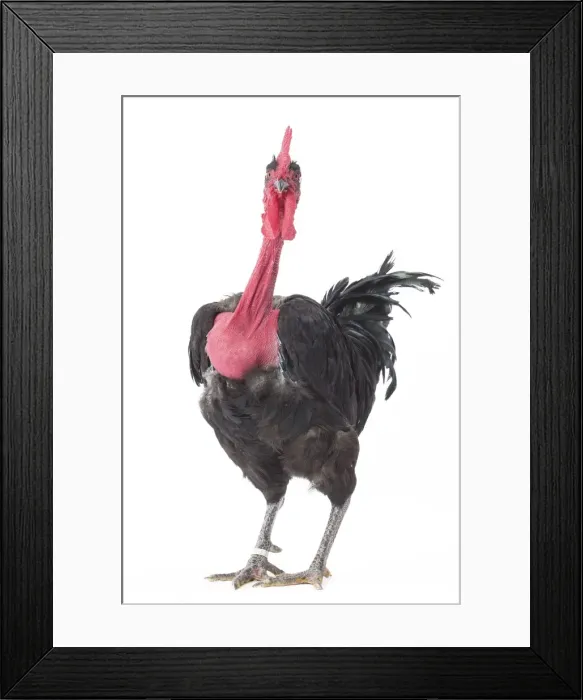 Framed Print : Picture No. 11771341 Framed Print : Picture No. 11771341