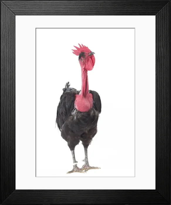 Framed Print : Picture No. 11771343 Framed Print : Picture No. 11771343