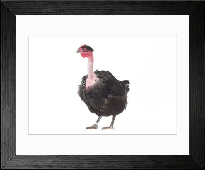 Framed Print : Picture No. 11771344 Framed Print : Picture No. 11771344