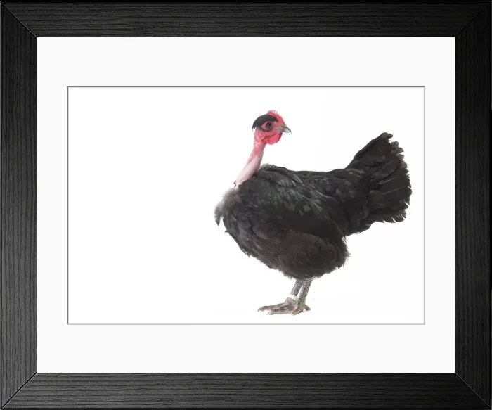 Framed Print : Picture No. 11771346 Framed Print : Picture No. 11771346