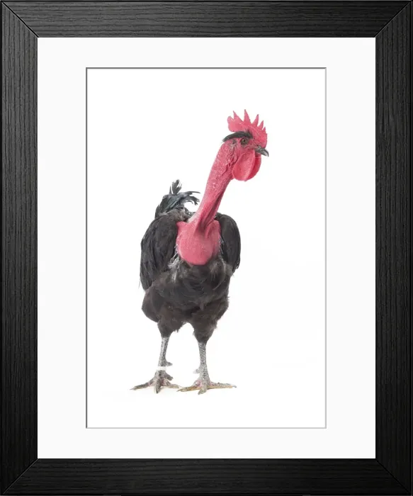 Framed Print : Picture No. 11771342 Framed Print : Picture No. 11771342