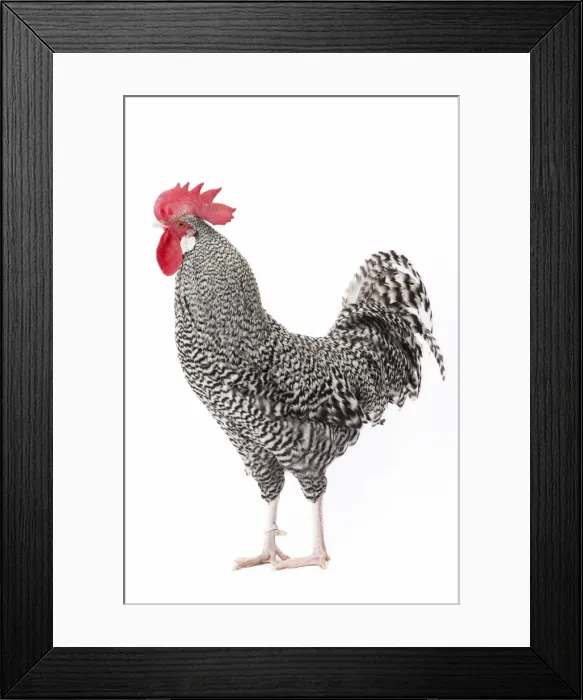 Framed Print : Picture No. 11771347 Framed Print : Picture No. 11771347