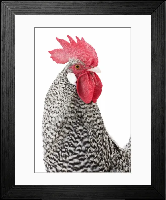 Framed Print : Picture No. 11771348 Framed Print : Picture No. 11771348
