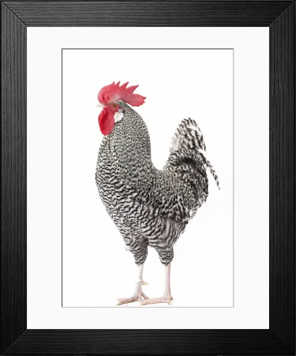 Framed Print : Picture No. 11771349 Framed Print : Picture No. 11771349