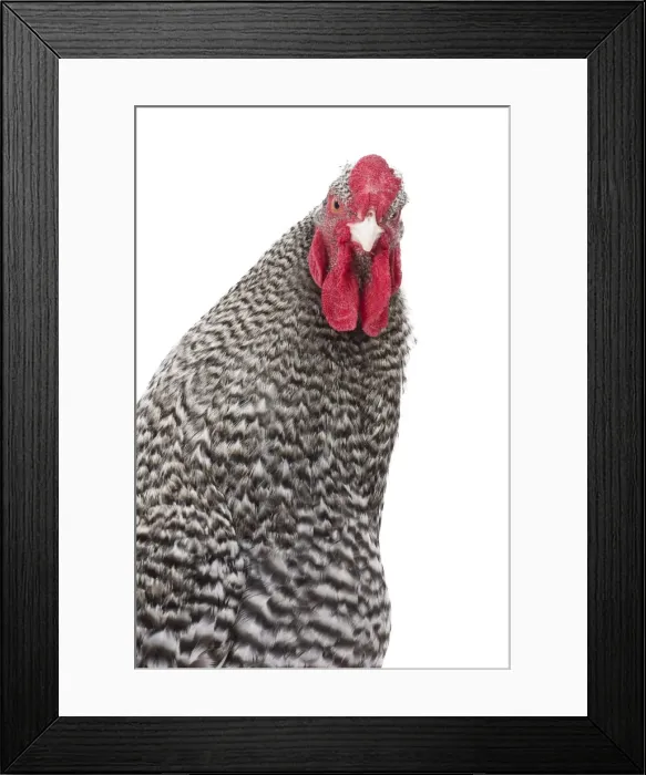 Framed Print : Picture No. 11771350 Framed Print : Picture No. 11771350