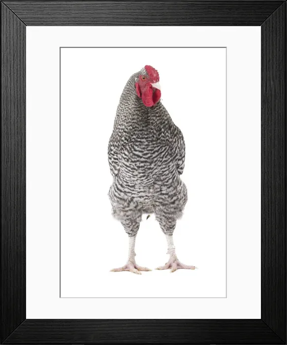 Framed Print : Picture No. 11771351 Framed Print : Picture No. 11771351