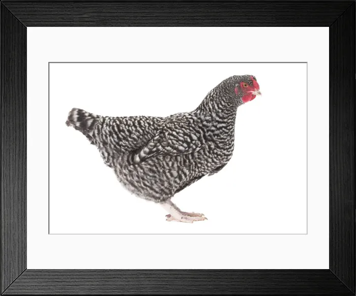 Framed Print : Picture No. 11771352 Framed Print : Picture No. 11771352