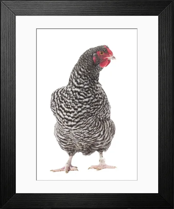Framed Print : Picture No. 11771353 Framed Print : Picture No. 11771353
