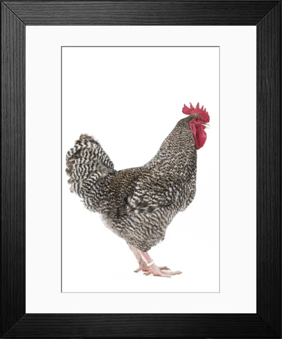 Framed Print : Picture No. 11771354 Framed Print : Picture No. 11771354