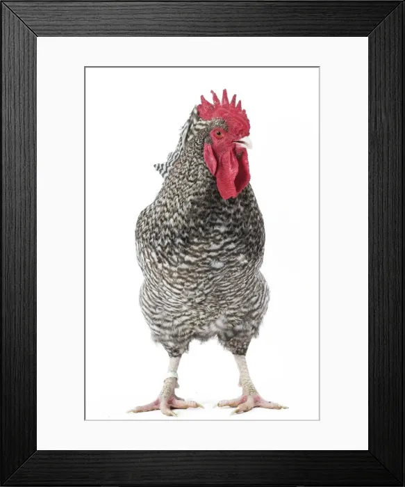Framed Print : Picture No. 11771355 Framed Print : Picture No. 11771355