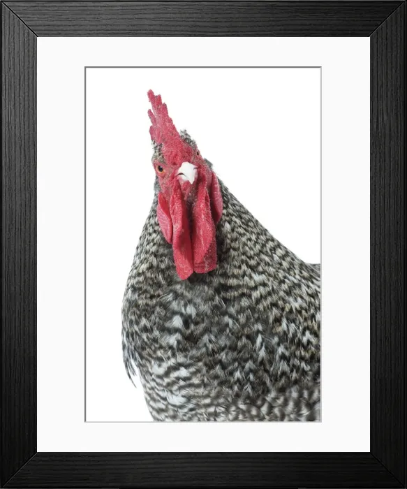 Framed Print : Picture No. 11771356 Framed Print : Picture No. 11771356