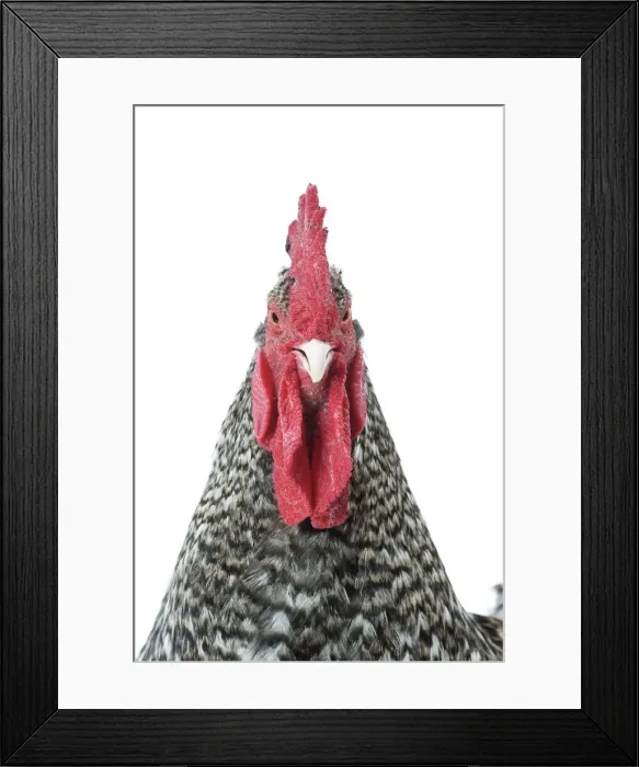 Framed Print : Picture No. 11771357 Framed Print : Picture No. 11771357
