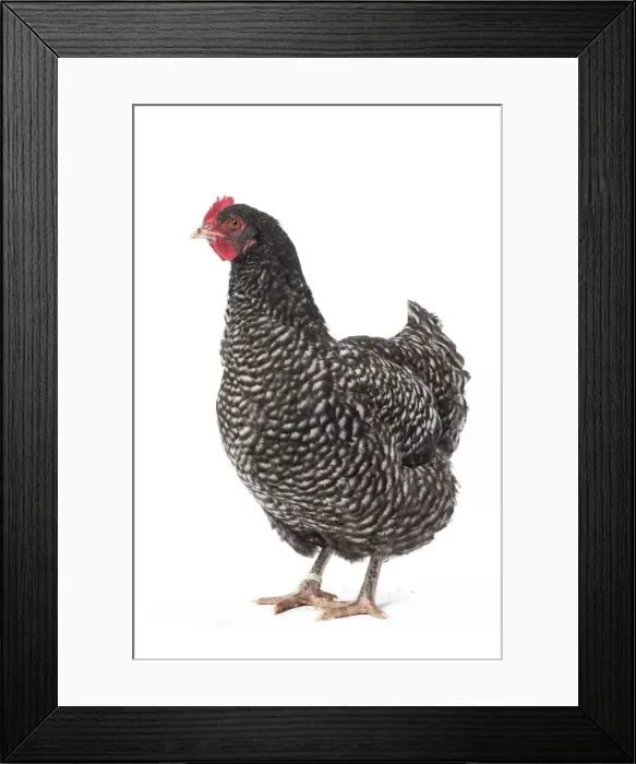 Framed Print : Picture No. 11771358 Framed Print : Picture No. 11771358