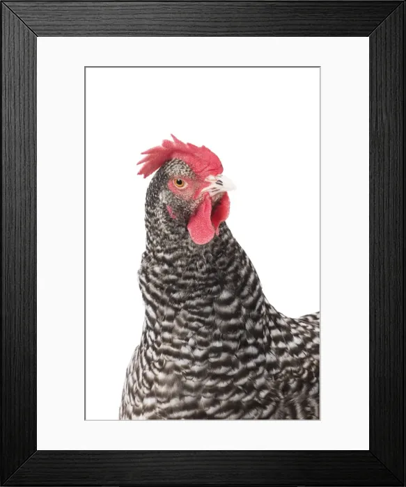 Framed Print : Picture No. 11771360 Framed Print : Picture No. 11771360