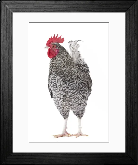 Framed Print : Picture No. 11771359 Framed Print : Picture No. 11771359