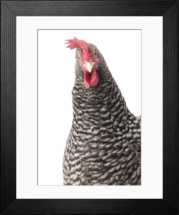 Framed Print : Picture No. 11771361 Framed Print : Picture No. 11771361