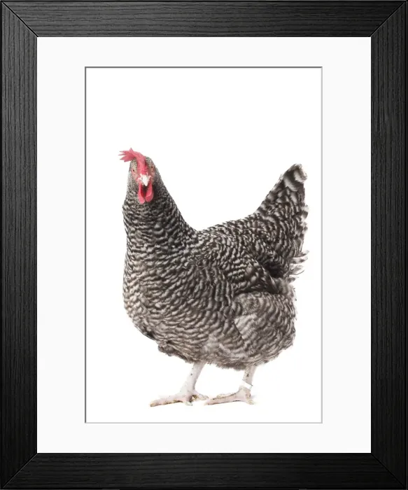 Framed Print : Picture No. 11771362 Framed Print : Picture No. 11771362