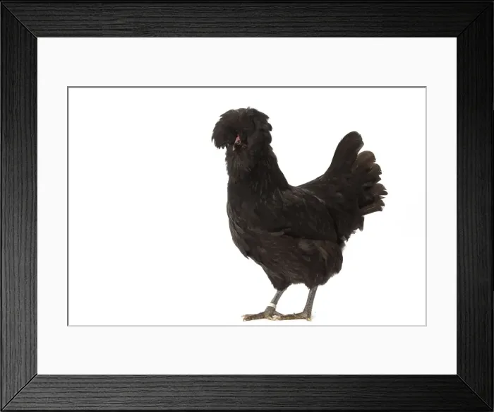 Framed Print : Picture No. 11771364 Framed Print : Picture No. 11771364