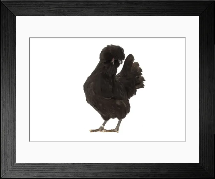 Framed Print : Picture No. 11771365 Framed Print : Picture No. 11771365