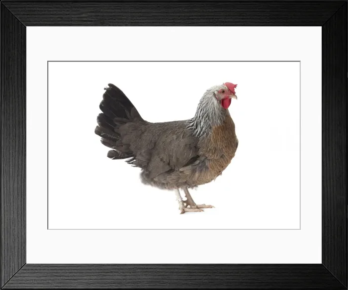 Framed Print : Picture No. 11771366 Framed Print : Picture No. 11771366