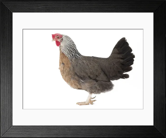 Framed Print : Picture No. 11771367 Framed Print : Picture No. 11771367
