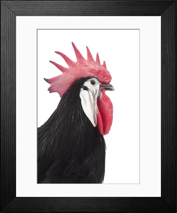 Framed Print : Picture No. 11771369 Framed Print : Picture No. 11771369