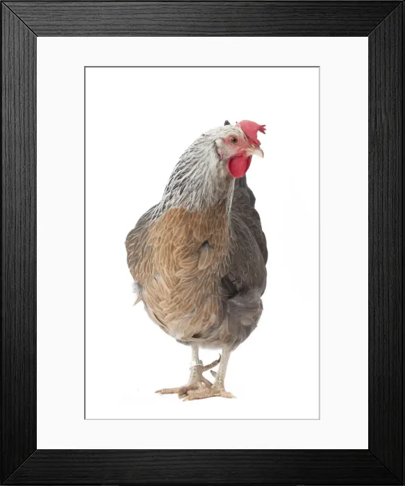 Framed Print : Picture No. 11771368 Framed Print : Picture No. 11771368