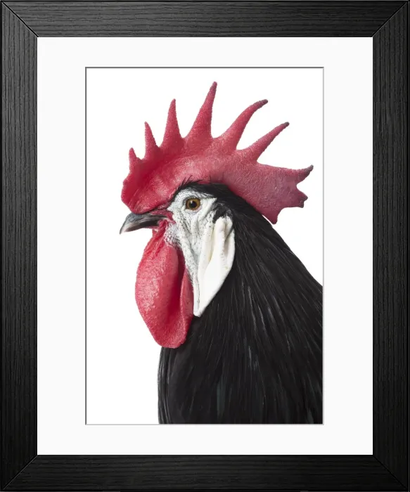 Framed Print : Picture No. 11771371 Framed Print : Picture No. 11771371