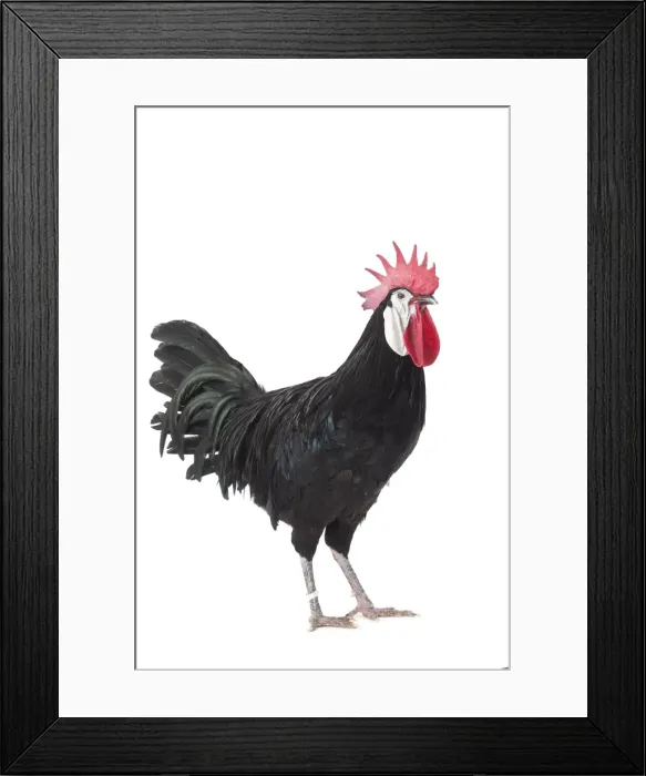 Framed Print : Picture No. 11771370 Framed Print : Picture No. 11771370