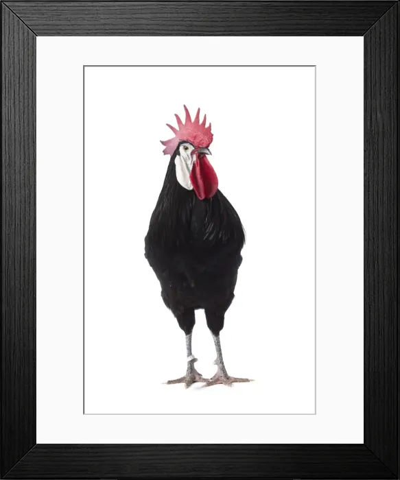 Framed Print : Picture No. 11771373 Framed Print : Picture No. 11771373