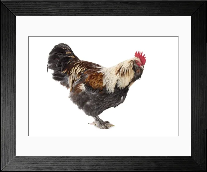 Framed Print : Picture No. 11771374 Framed Print : Picture No. 11771374