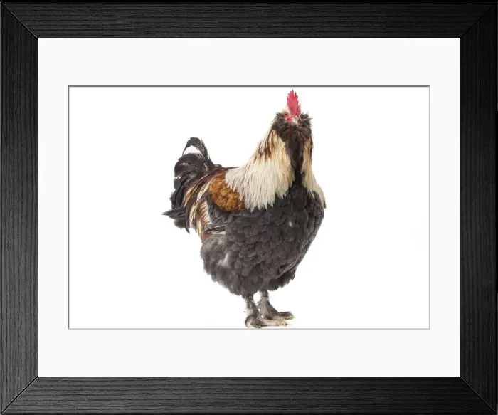 Framed Print : Picture No. 11771375 Framed Print : Picture No. 11771375