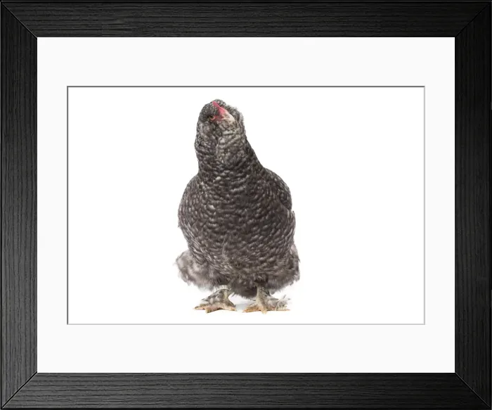 Framed Print : Picture No. 11771376 Framed Print : Picture No. 11771376