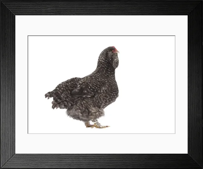 Framed Print : Picture No. 11771377 Framed Print : Picture No. 11771377