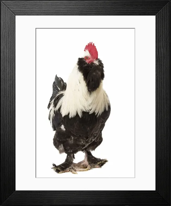 Framed Print : Picture No. 11771379 Framed Print : Picture No. 11771379