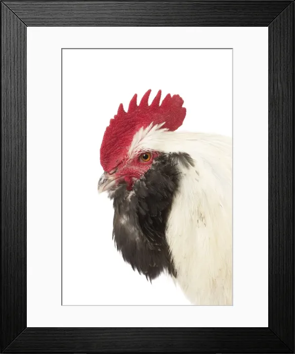 Framed Print : Picture No. 11771380 Framed Print : Picture No. 11771380
