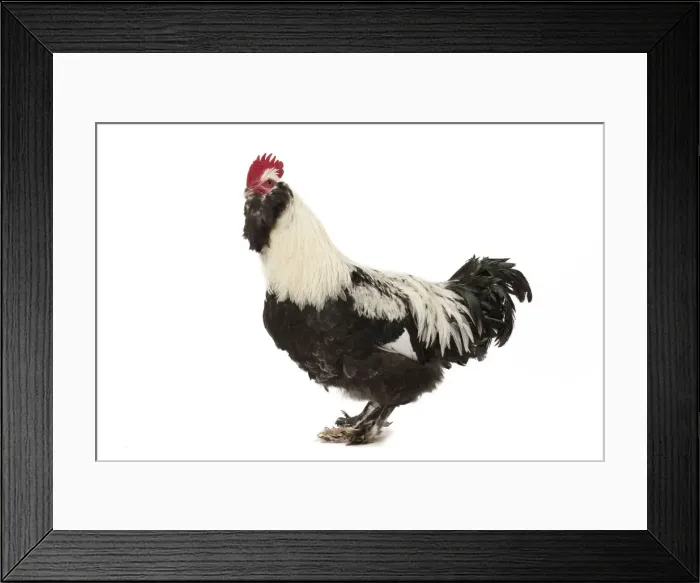 Framed Print : Picture No. 11771378 Framed Print : Picture No. 11771378