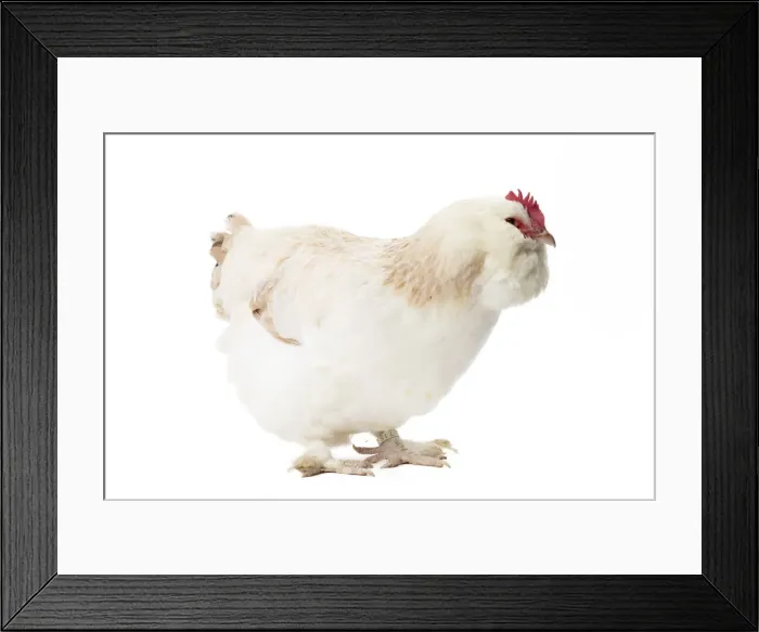 Framed Print : Picture No. 11771382 Framed Print : Picture No. 11771382