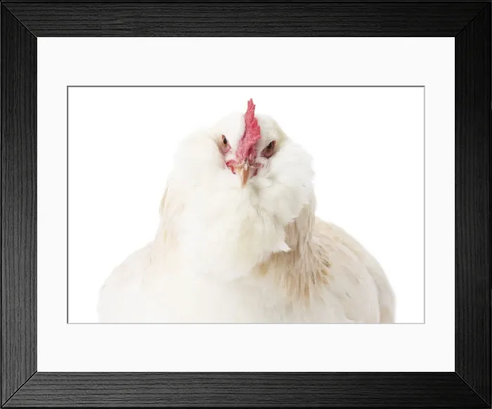 Framed Print : Picture No. 11771383 Framed Print : Picture No. 11771383