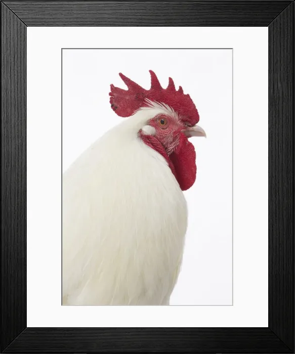 Framed Print : Picture No. 11771384 Framed Print : Picture No. 11771384