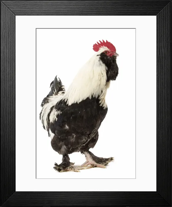 Framed Print : Picture No. 11771381 Framed Print : Picture No. 11771381