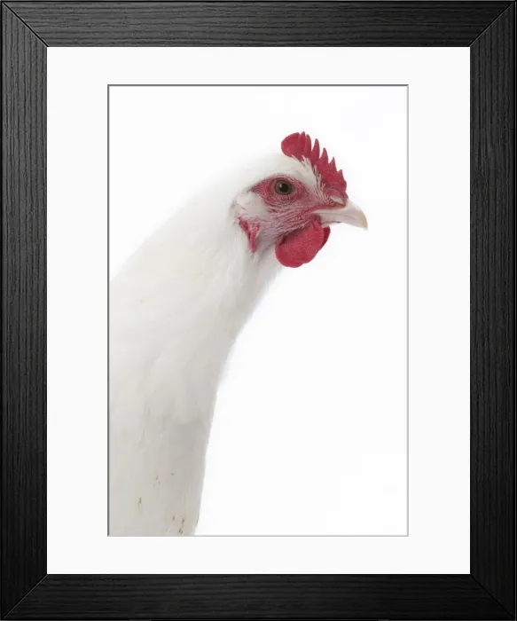 Framed Print : Picture No. 11771385 Framed Print : Picture No. 11771385