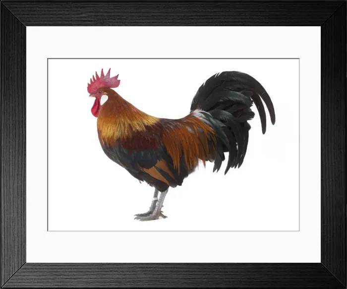 Framed Print : Picture No. 11771387 Framed Print : Picture No. 11771387