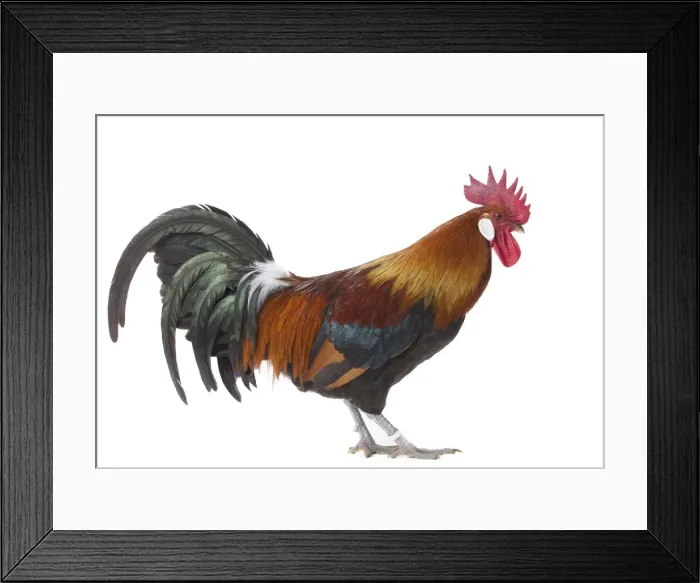 Framed Print : Picture No. 11771389 Framed Print : Picture No. 11771389