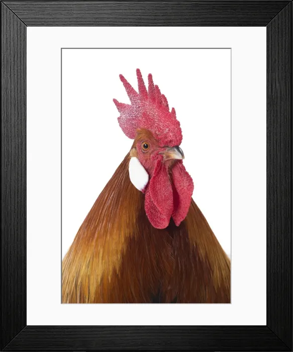 Framed Print : Picture No. 11771388 Framed Print : Picture No. 11771388