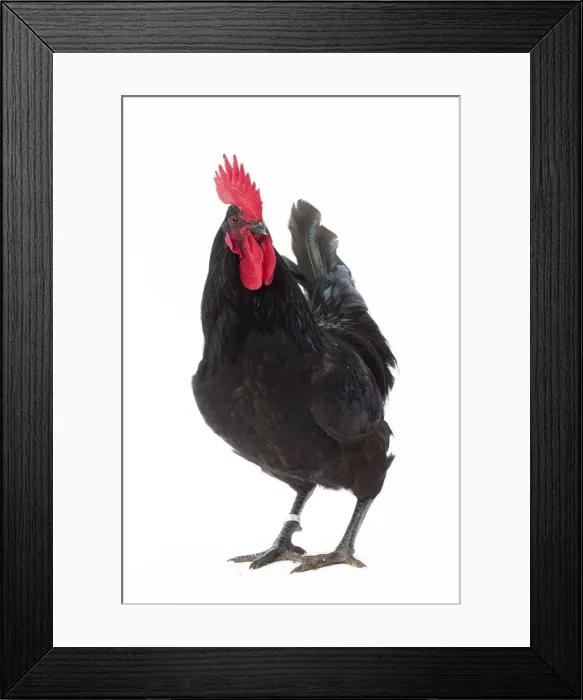Framed Print : Picture No. 11771390 Framed Print : Picture No. 11771390