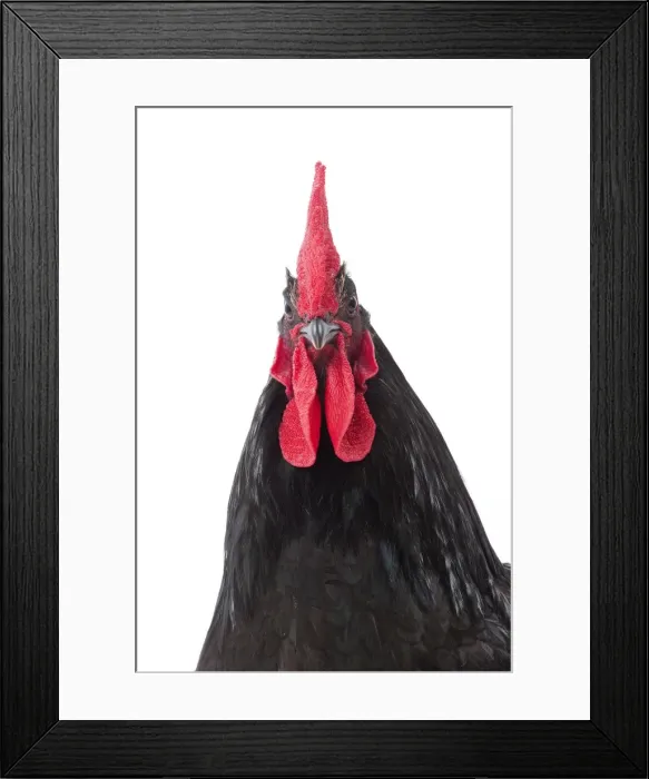 Framed Print : Picture No. 11771391 Framed Print : Picture No. 11771391