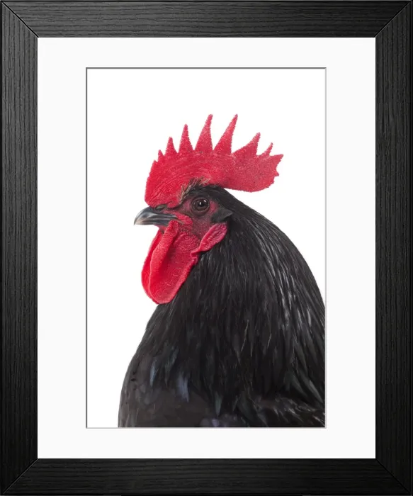 Framed Print : Picture No. 11771393 Framed Print : Picture No. 11771393