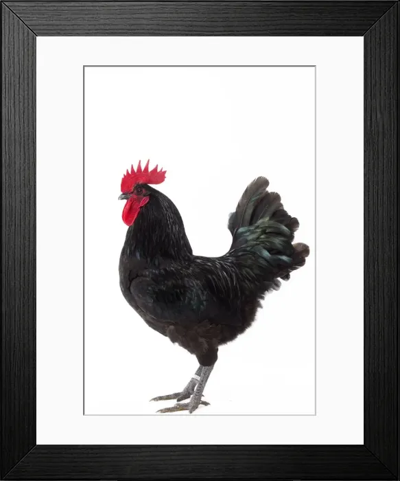 Framed Print : Picture No. 11771392 Framed Print : Picture No. 11771392